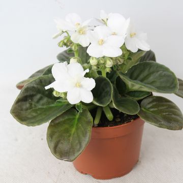 Saintpaulia 'Maxi Catherina White'