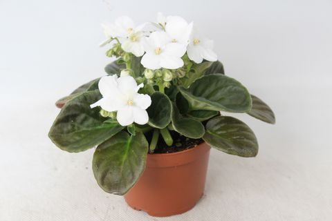 Saintpaulia 'Maxi Catherina White'