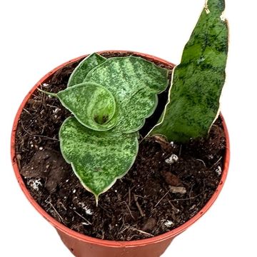 Sansevieria 'Snowflake'