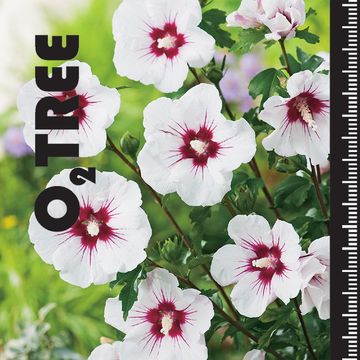 Hibiscus syriacus 'Red Heart'