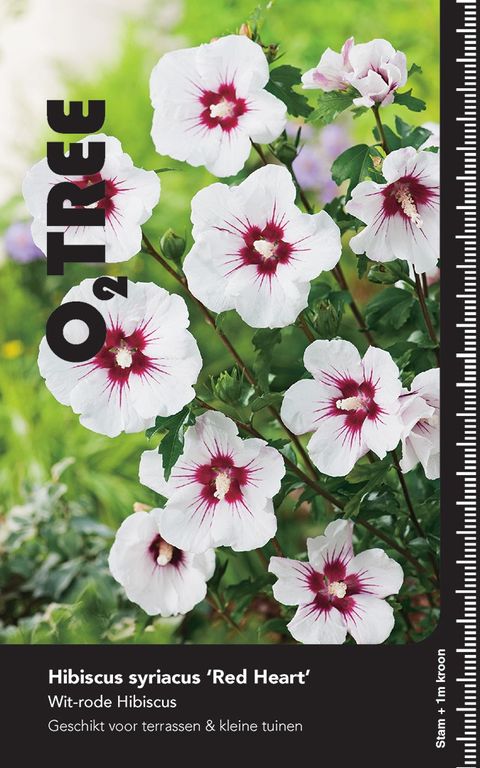 Hibiscus syriacus 'Red Heart'