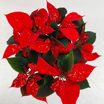 Euphorbia pulcherrima FANTASY STAR ORANGE