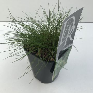 Festuca gautieri