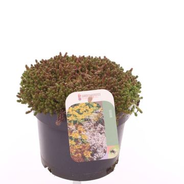 Sedum acre 'Йеллоу Квин'