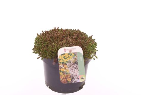 Sedum acre 'Йеллоу Квин'