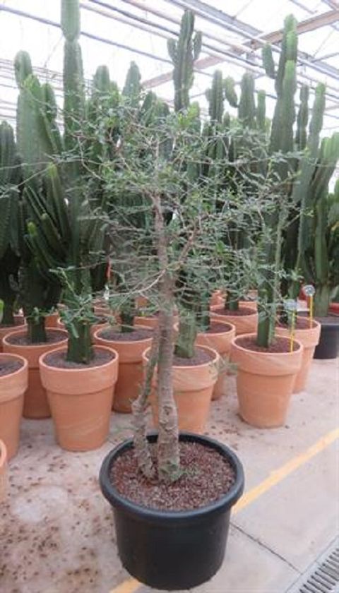 Operculicarya decaryi