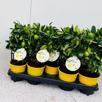 x Citrofortunella floridana 'Eustis'