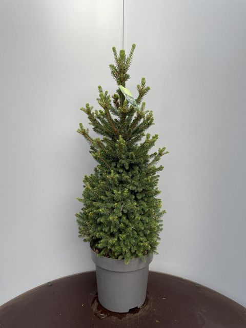 Picea abies 'Вилс Цверг'