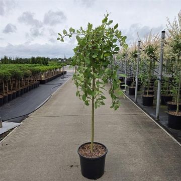 Salix caprea 'Kilmarnock'