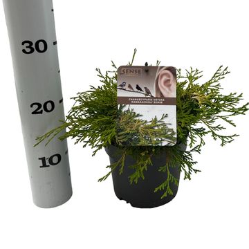 Chamaecyparis obtusa 'Kamarachiba'