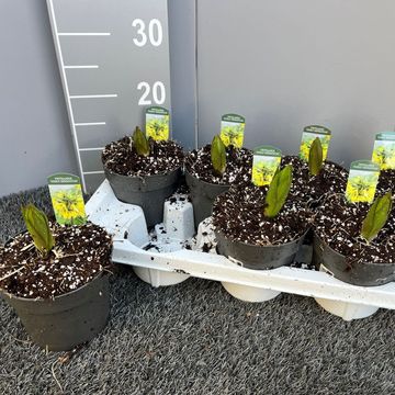 Fritillaria 'Early Sensation'