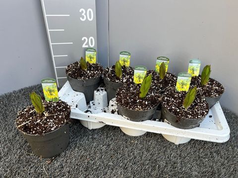 Fritillaria 'Early Sensation'