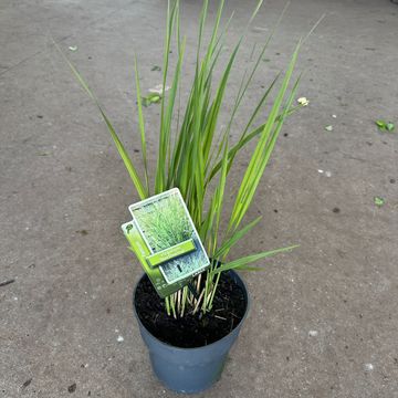 Panicum virgatum 'Northwind'