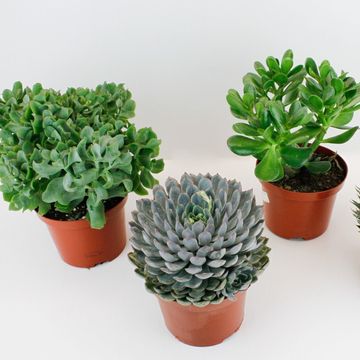Sukkulenten MIX
