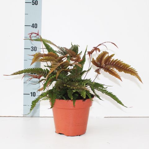 Pteris quadriaurita 'Tricolor'