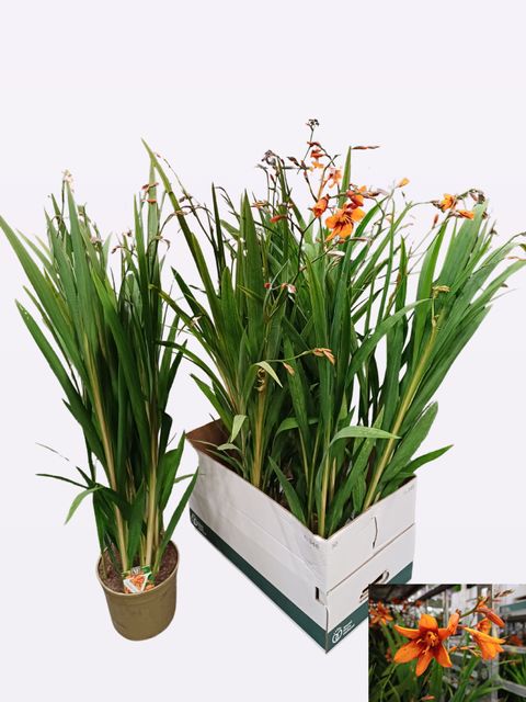 Crocosmia 'Emily McKenzie'