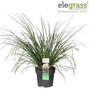 Cortaderia selloana 'Pumila'