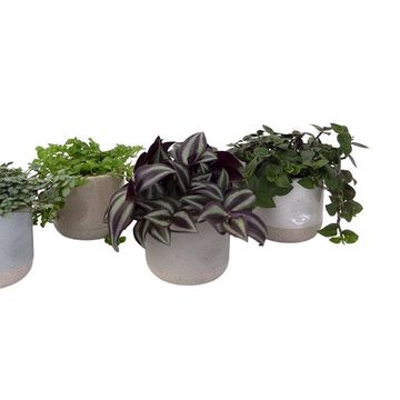 Plantas de interior MIX