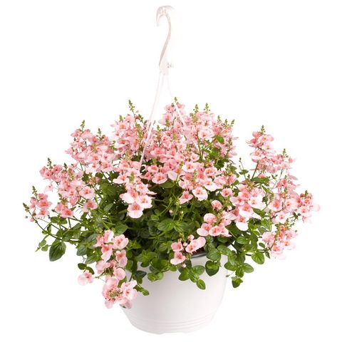 Diascia barberae
