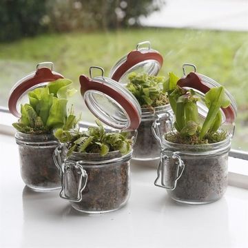 Carnivorous plants MIX