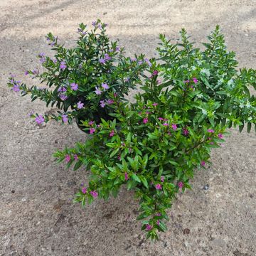 Cuphea hyssopifolia MIX