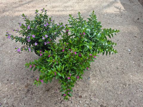 Cuphea hyssopifolia MIX