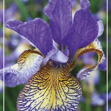 Iris sibirica 'Pennywhistle'