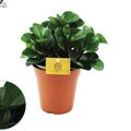 Peperomia 'Burning Bush'