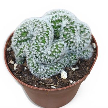 Mammillaria formosa cristata