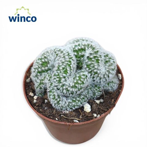 Mammillaria formosa cristata