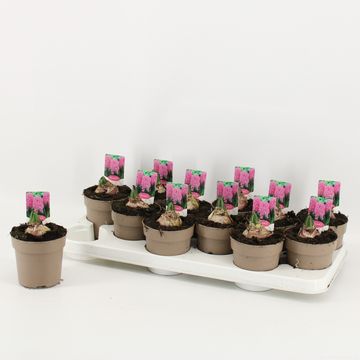 Hyacinthus orientalis 'Pink Pearl'