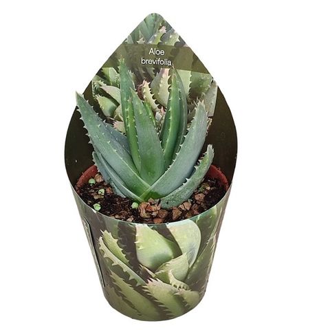 Aloe brevifolia