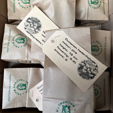 Cyclamen hederifolium