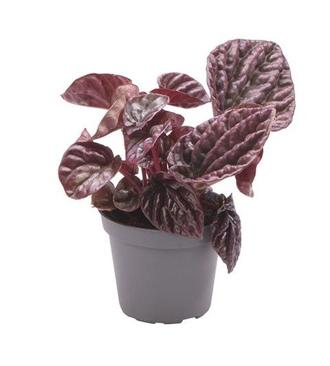 Peperomia caperata 'Red Luna'