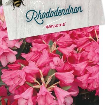 Rhododendron 'Винсам'