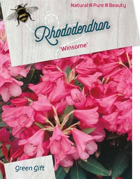 Rhododendron 'Winsome'
