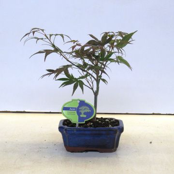 Acer palmatum 'Atropurpureum'