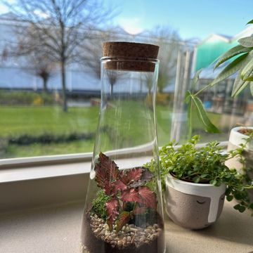 Arrangement Terrarium