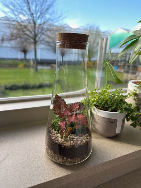 Arrangement Terrarium