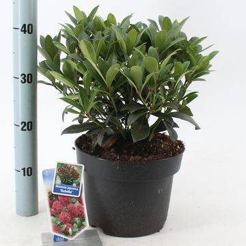 Skimmia japonica 'Rubella'