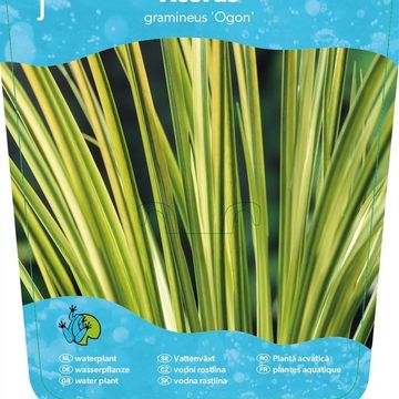Acorus gramineus 'Ogon'