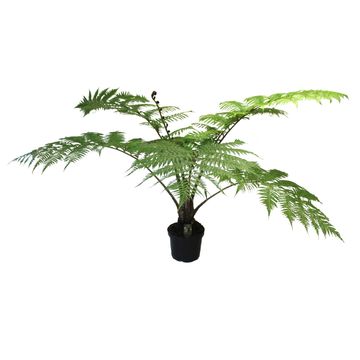 Cyathea cooperi