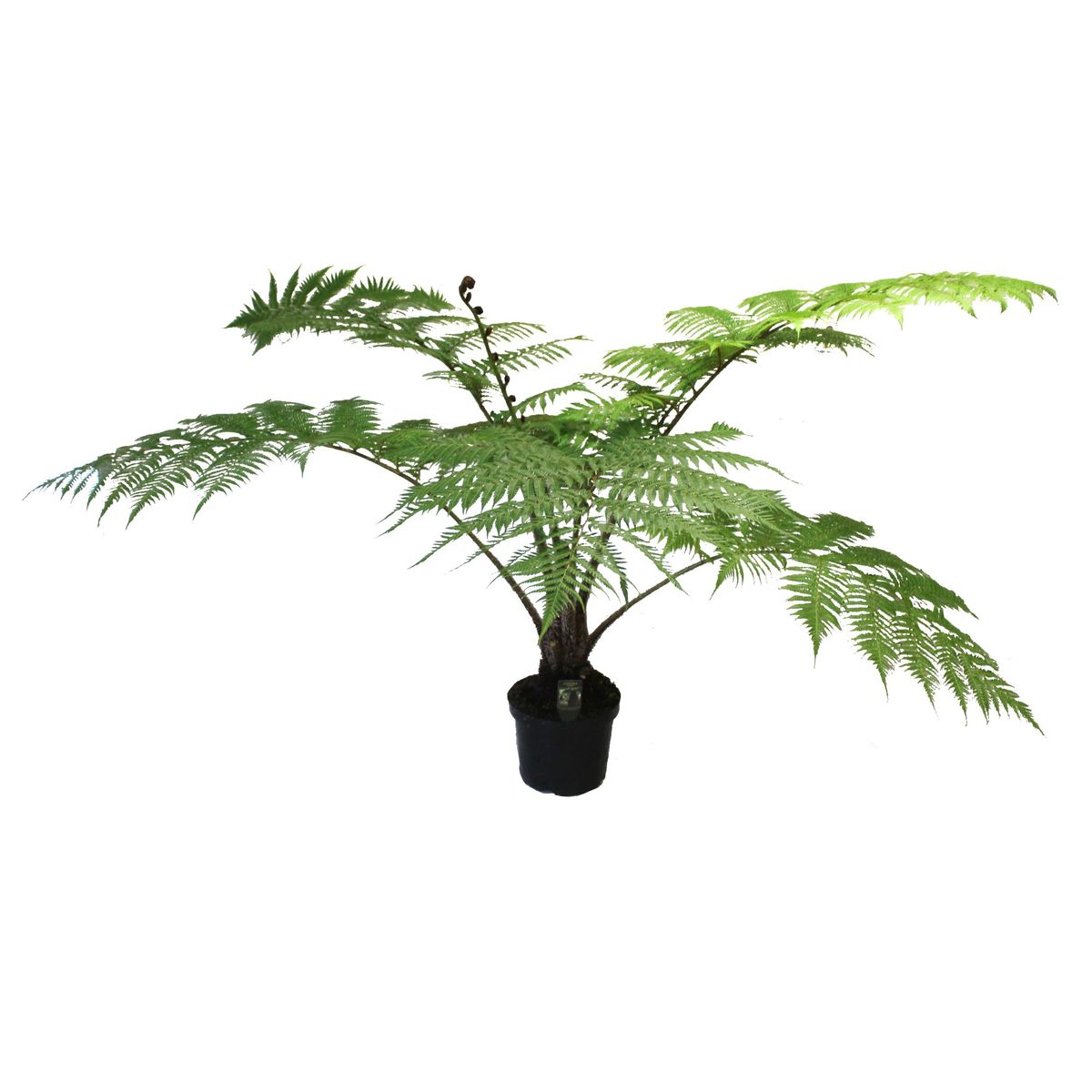 Cyathea cooperi — Pflanzengroßhandel FlorAccess