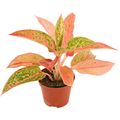Aglaonema 'Prestige'