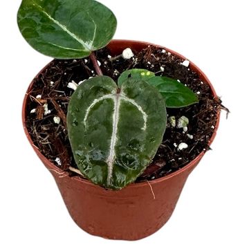 Anthurium Zara x Michelle x Red Crystallinum