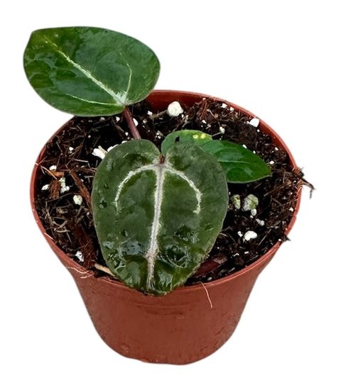 Anthurium Zara x Michelle x Red Crystallinum