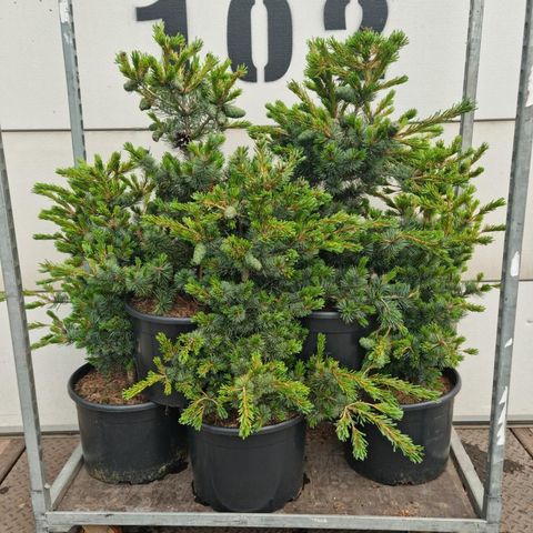 Pinus parviflora 'Negishi'