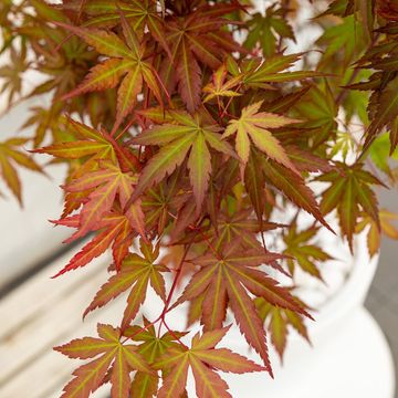 Acer palmatum 'Redwine'