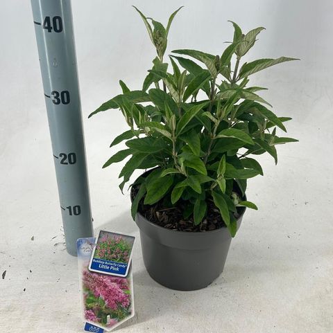 Buddleja davidii BUTTERFLY CANDY LITTLE PINK