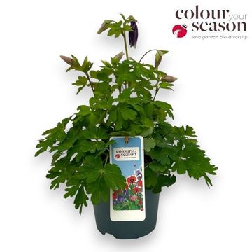 Aquilegia 'Spring Magic Blue White'